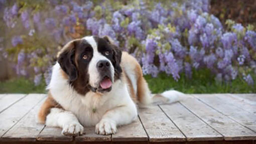 St Bernard lying in front of purple bush with tongue open.