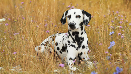 Dalmatian