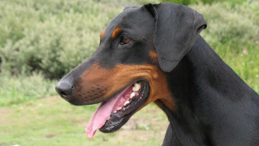 dobermann looking to the left