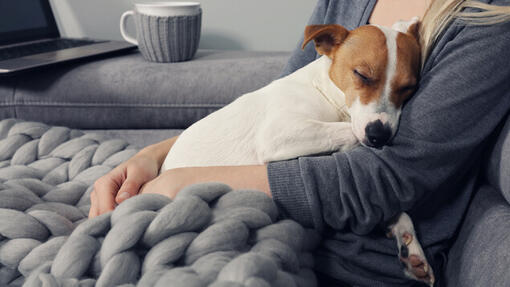 Jack russell puppy sleeping in owner's arms.