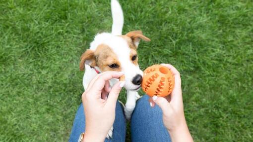Puppy sniffing orange chew toy