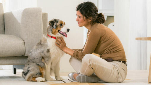 owner stroking her clean puppy