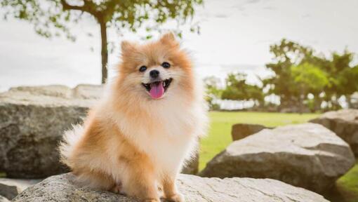 Pomeranian sitting on the stone