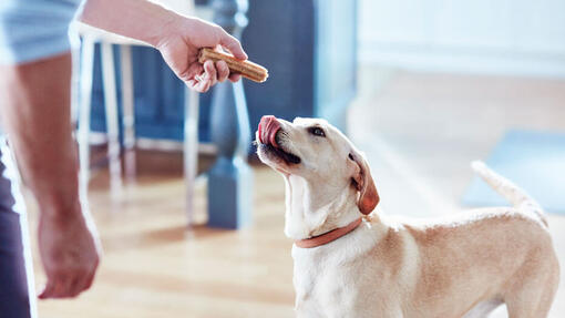 Dog with Dentalife chew