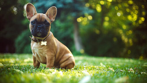 French Bulldog