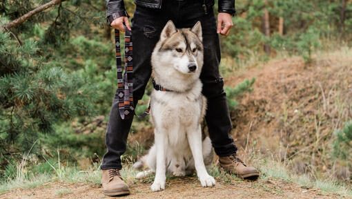 Siberian Husky