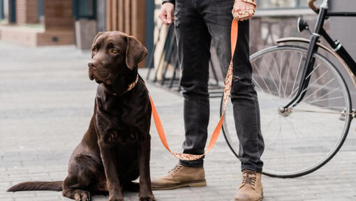 labrador standing next to its owner