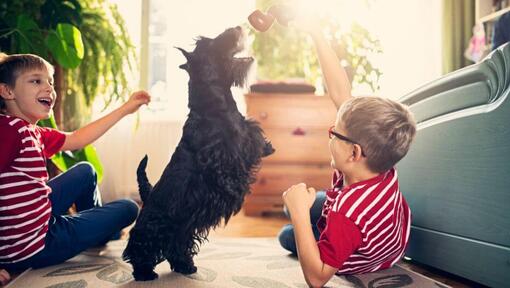 Scottish Terrier plying with the children