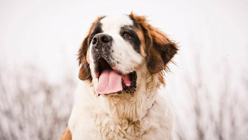 Informasi Ras St. Bernard (Medium/long coat) | Purina