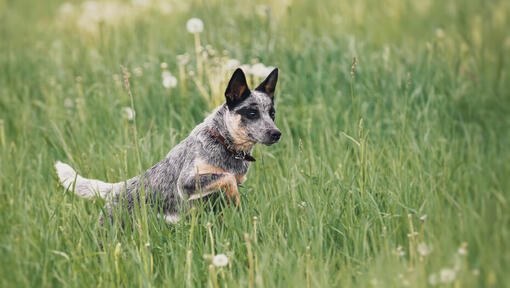 Australian Cattle Dog running in the field