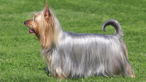 Australian Silky Terrier standing on the grass