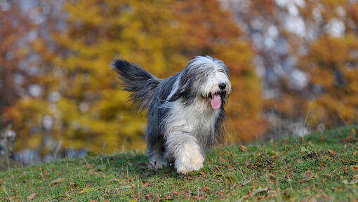 Bearded Collie walking in the forest