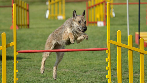 Belgian Shepherd Laekenois jumping over the obstacle