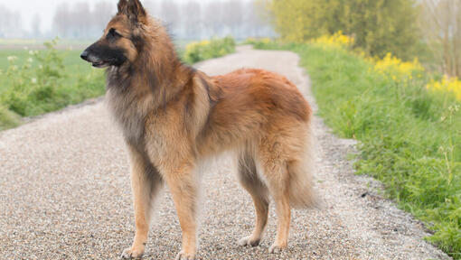 Belgian Shepherd Tervueren standing on the road