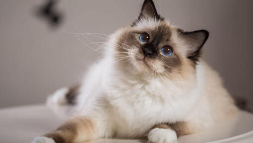 Birman cat is lying on the couch