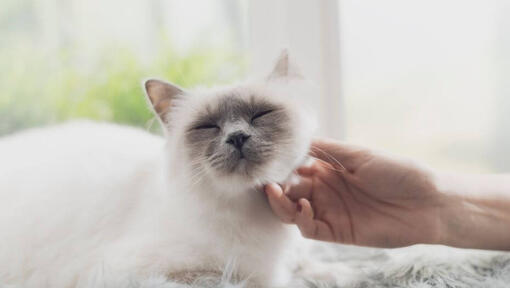 Woman is stroking Birman cat, who is lying on the windowsill