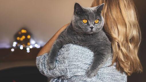 Woman is holding her pet - British Shorthair cat
