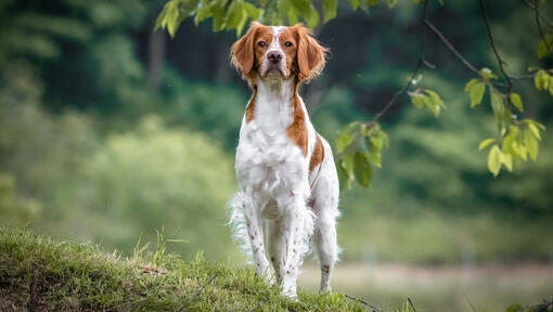 Brittany walking in the forest