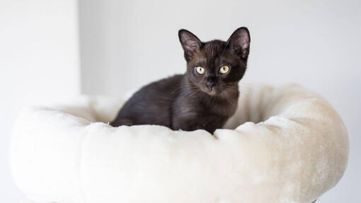 Burmese kitten is lying on a pillow