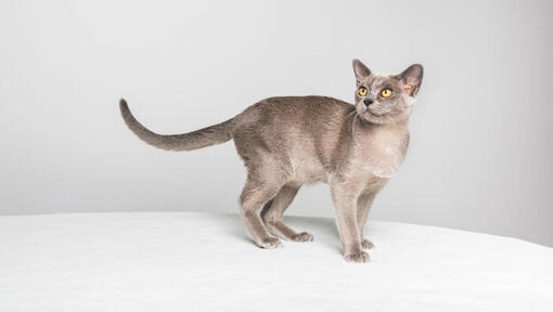 Burmese cat is standing on the sofa