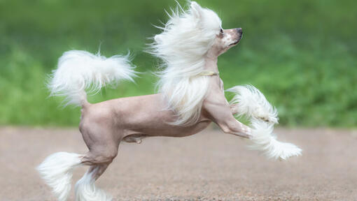 Chinese crested dog running outdoor