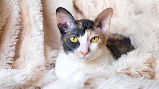 Cornish Rex cat is lying on a blanket