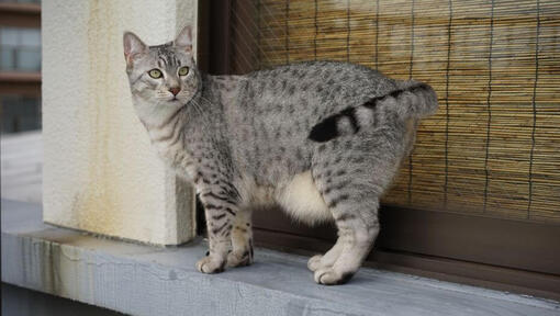 Pregnant Egyptian Mau cat is walking in the town