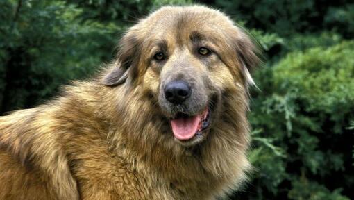 Estrela Mountain Dog watching