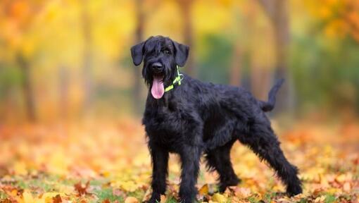 Giant Schnauzer puppy in the autumn forest