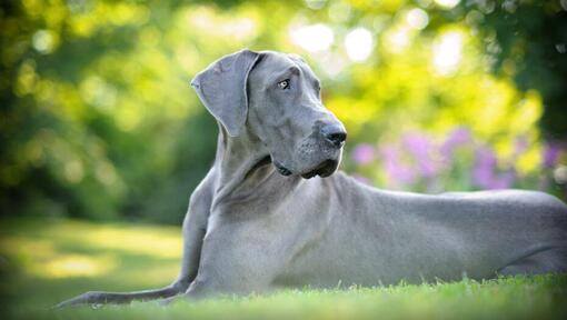 Grey Great Dane lying on the grass