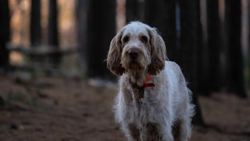 Dog standing in dark forest