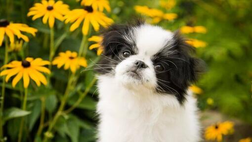 Japanese Chin with yellow flowers