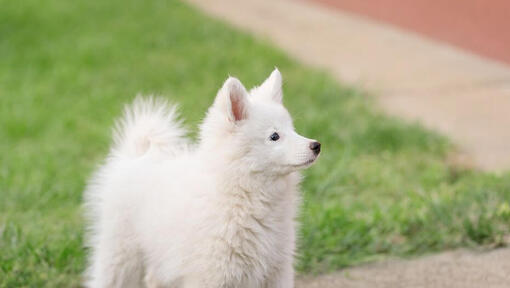 Japanese Spitz looking into the distance