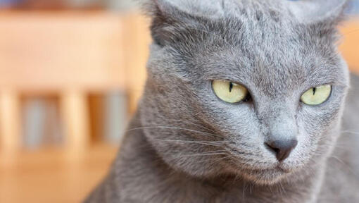 Korat cat looks thoughtfully