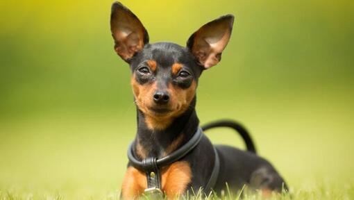 Dog sitting in grass