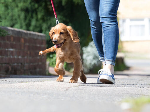 Puppy walking next to owner on a lead