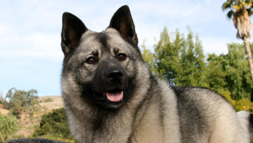 Norwegian Elkhound is walking in the wood