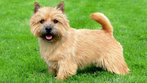 Terrier standing on the grass