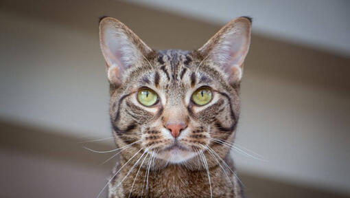 Ocicat is watching at something thoughtfully