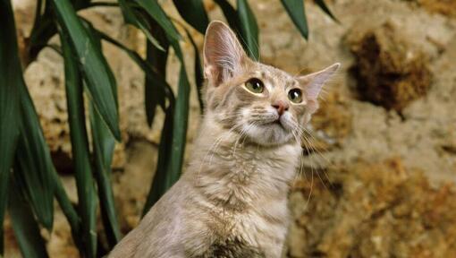 Oriental Long Hair cat is standing near to flowerpot