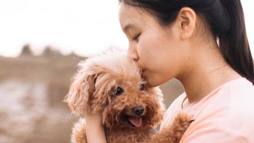 The girl is kissing her pet - Poodle Toy