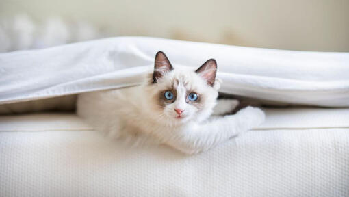 Ragdoll cat is lying under a blanket in bed