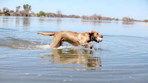 Chesapeake Bay Retriever in the water