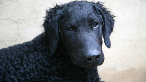 Black curly coated Retriever watching