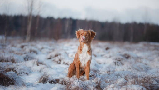 Retriever standing in snow