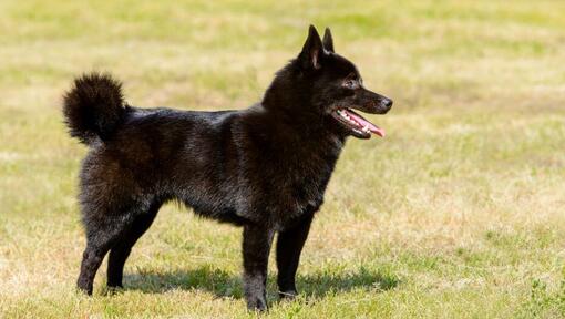 Schipperke is standing on the grass