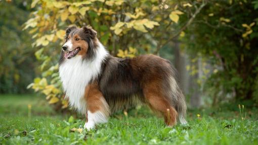 Shetland Sheepdog standing at the park