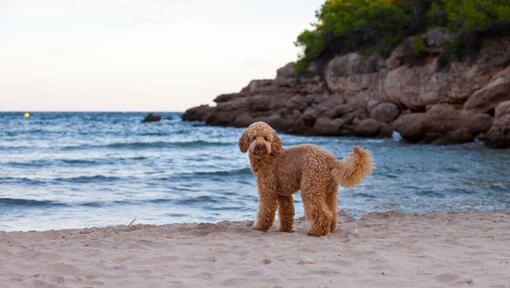 Dog standing on the see shore
