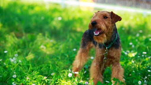 Welsh Terrier standing on the field with green grass