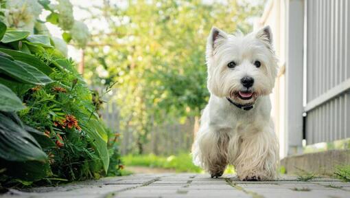 West Highland White Terrier walking in the yard